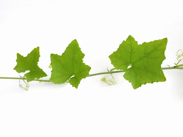 緑のツタのひょうたんの葉は白い背景に — ストック写真