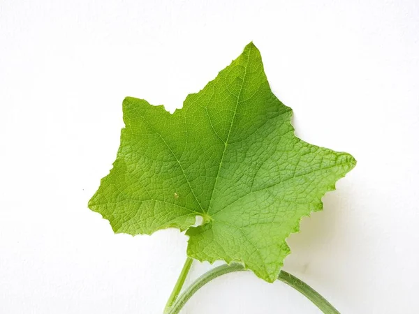 Foglie Zucca Edera Verde Sfondo Bianco — Foto Stock