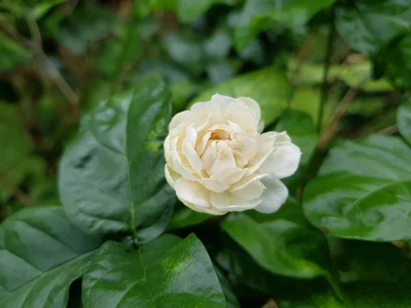 Λευκό Λουλούδι Γιασεμί Πράσινο Φόντο Φύλλα — Φωτογραφία Αρχείου