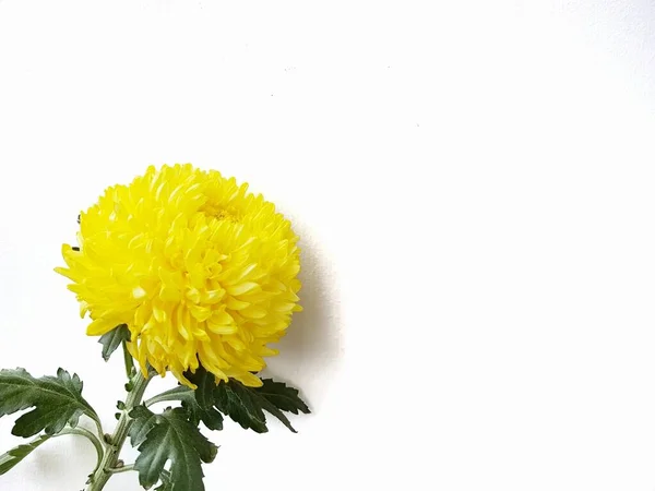 Flor Crisantemo Amarillo Sobre Fondo Blanco — Foto de Stock