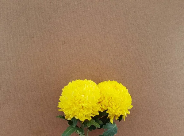 Gelbe Chrysanthemenblüte Auf Braunem Hintergrund — Stockfoto