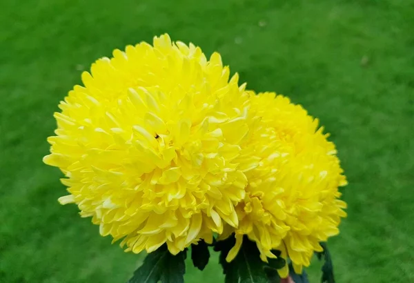 Gelbe Chrysanthemen Blume Auf Grünem Gras Hintergrund — Stockfoto