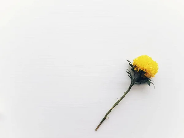 Flor Crisântemo Amarelo Isolado Fundo Branco — Fotografia de Stock
