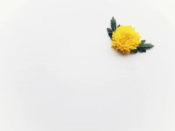 白い背景に黄色い菊の花 フラットレイ トップビュー コピースペース — ストック写真