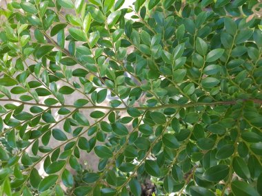 Doğada Yeşil Yapraklar.