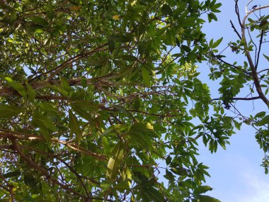 Gökyüzü arka planında yeşil yapraklar.