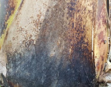 Kahverengi muz kabuğu dokusu arkaplanı.