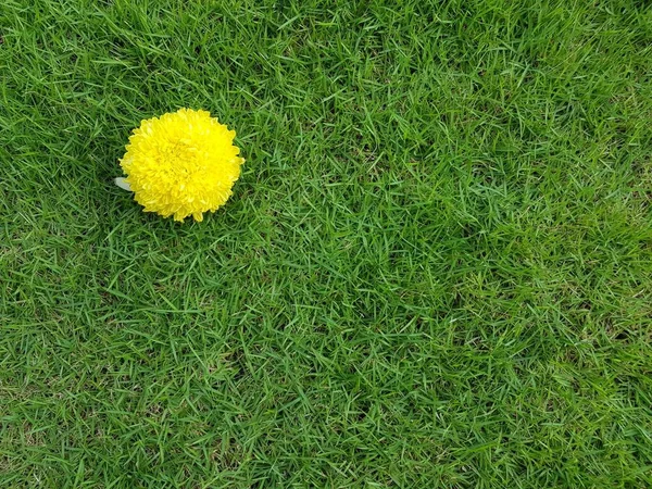 Gelbe Chrysanthemen Blume Auf Grünem Gras Hintergrund — Stockfoto