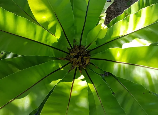 Frunzele Verzi Ale Ferigii Cuibului Păsărilor Grădină — Fotografie, imagine de stoc
