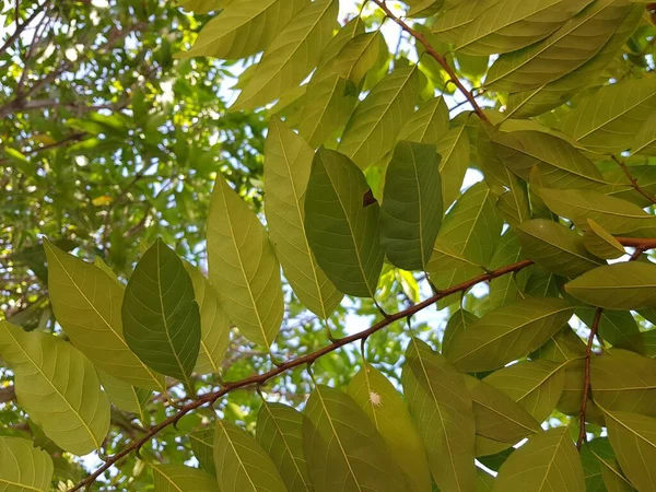 Зеленые Листья Фоне Неба — стоковое фото