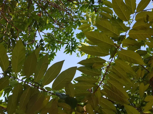 Grüne Blätter Auf Himmelshintergrund — Stockfoto