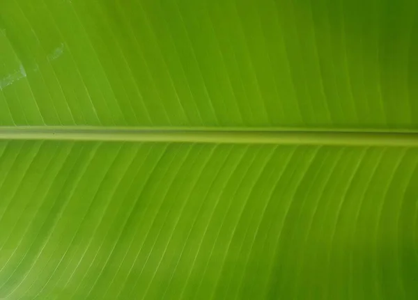 Groene Bananenblad Textuur Achtergrond — Stockfoto