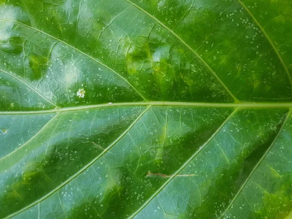 Зеленые Листья Фона Обоев — стоковое фото