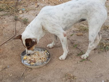 Beyaz köpek ve bir kase yiyecek..