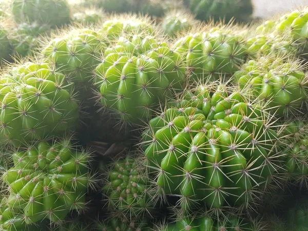 Cactus Verde Fresco Natura — Foto Stock