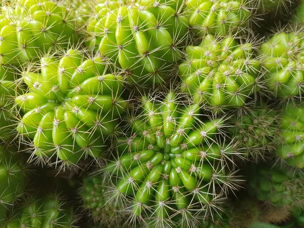 Close Cactus Verde Natura — Foto Stock