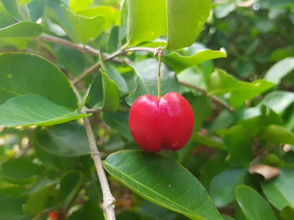Red Cherry Thai Zielonym Tle Liści — Zdjęcie stockowe