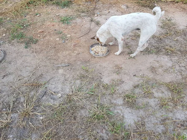 Weißer Hund Mit Einer Schüssel Futter — Stockfoto