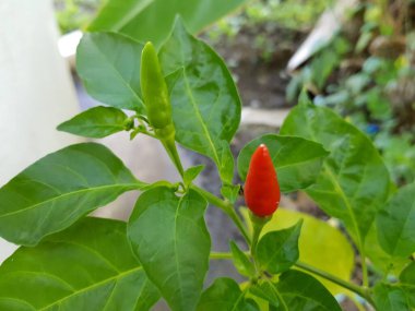 Kırmızı biber ve yeşil yapraklar ağaçta.