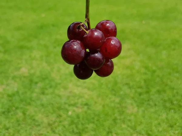 Uvas Vermelhas Fundo Grama Verde — Fotografia de Stock