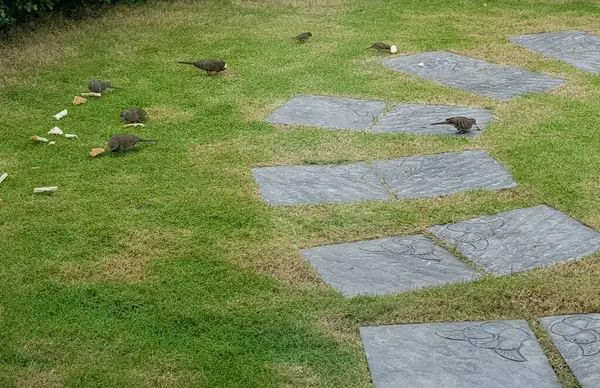 Vogel Genießt Essen Auf Grünem Gras Hintergrund — Stockfoto