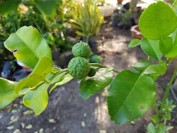 Grön Kaffir Lime Träd — Stockfoto