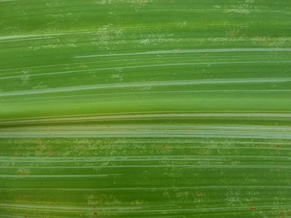 Абстрактная Текстура Зелёного Листа — стоковое фото