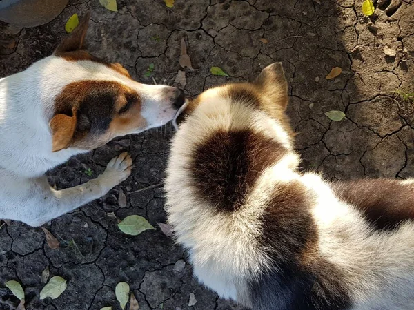 Dois Cães Parque — Fotografia de Stock