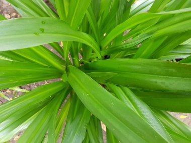 Bahçede yeşil yapraklar