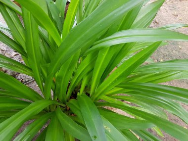 yeşil yapraklar, bitkiler ve yapraklar