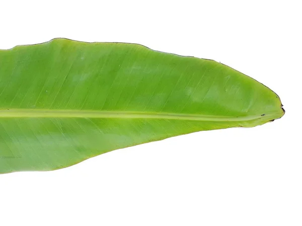 Grüne Bananenblätter Auf Weißem Hintergrund — Stockfoto