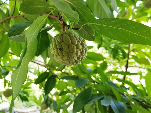 초록색 커스터드 열매를 — 스톡 사진