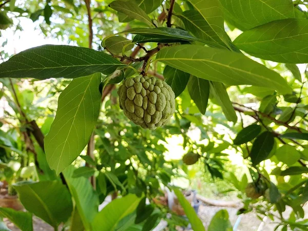 Zielony Owoc Kremu Jabłkowego Drzewie — Zdjęcie stockowe