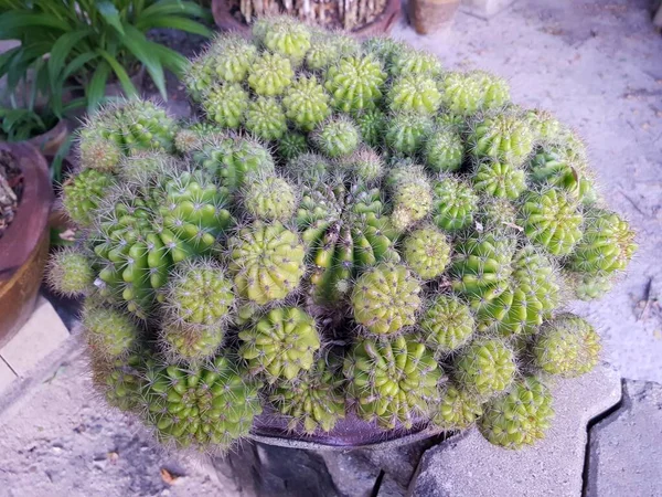 Cactus Natuur Tuin — Stockfoto