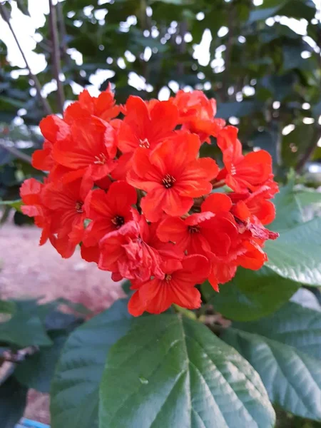 Oranžová Cordia Květina Zahradě — Stock fotografie