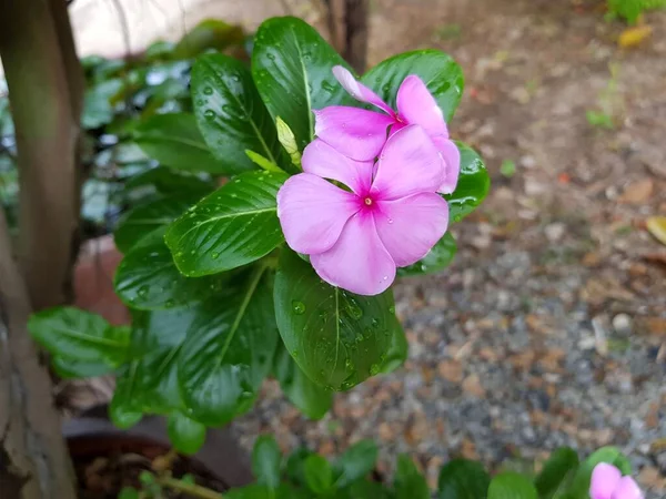 Rosa Madagascar Periwinkle Flor Naturaleza — Foto de Stock