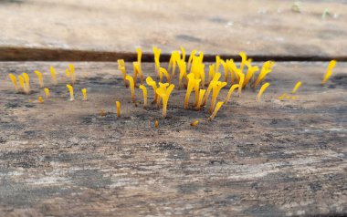 Ahşap arka planda sarı mantar.