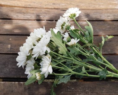 Ahşap arka planda beyaz kasımpatı çiçeği.