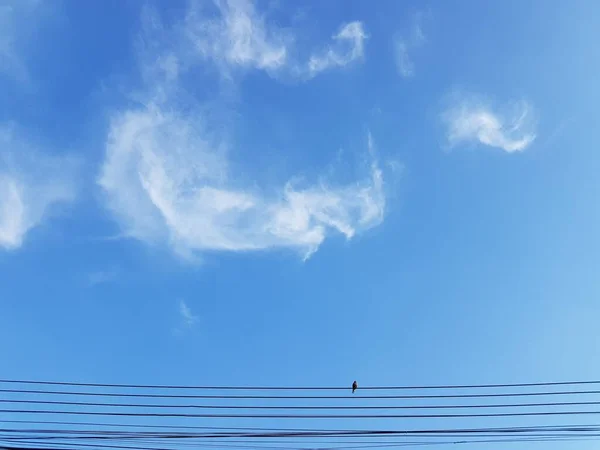 空を背景にケーブル上の小さな鳥 — ストック写真