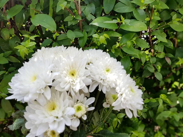Flor Crisantemo Blanco Sobre Fondo Hojas Verdes — Foto de Stock