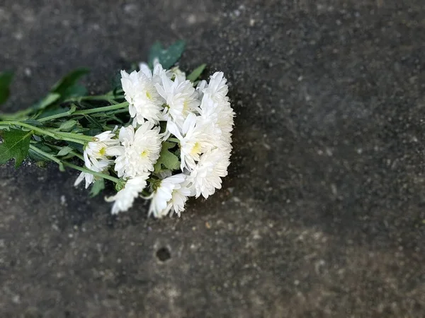 Fehér Krizantém Virág Sötét Beton Háttér — Stock Fotó