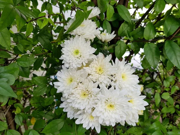 Biały Kwiat Chryzantemy Zielonym Tle Liści — Zdjęcie stockowe
