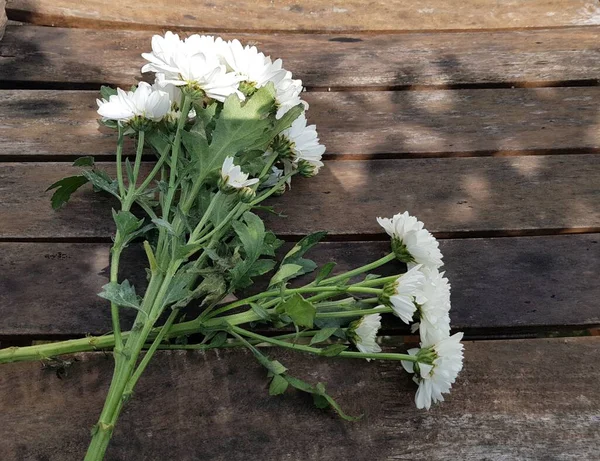 Weiße Chrysantheme Blume Auf Holz Hintergrund — Stockfoto