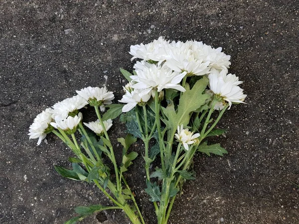 Fehér Krizantém Virág Sötét Beton Háttér — Stock Fotó
