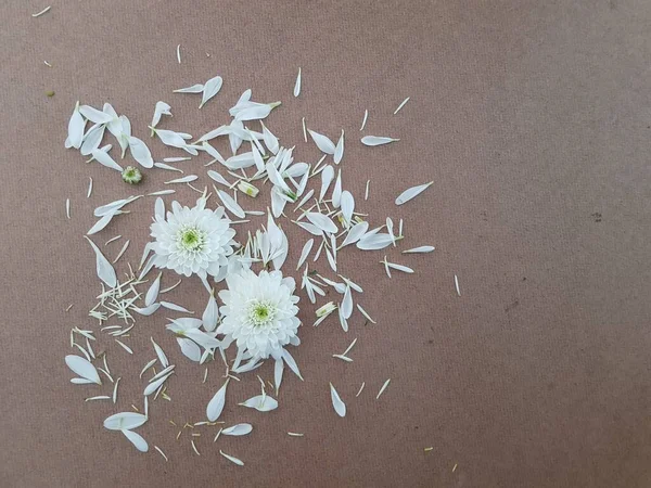 褐色の背景に白い菊の花 — ストック写真