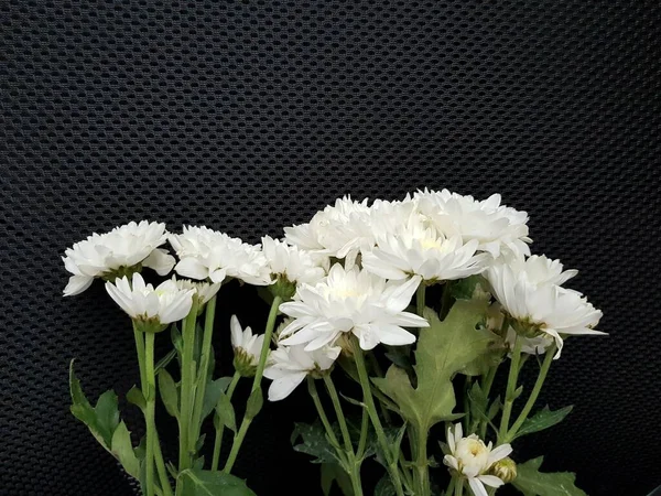 Branco Flor Crisântemo Fundo Preto — Fotografia de Stock