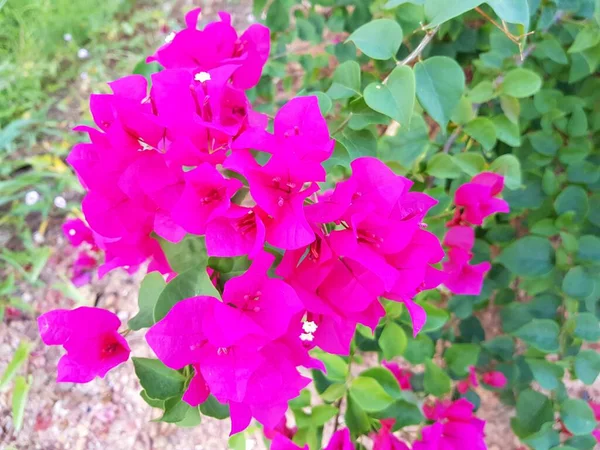 Růžová Květina Bougainvillea Přírodě — Stock fotografie