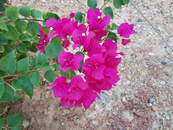 Różowy Kwiat Bougainvillea Ogrodzie — Zdjęcie stockowe
