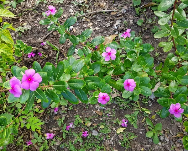 Rosa Madagaskar Periwinkle Blomma Trädgården — Stockfoto