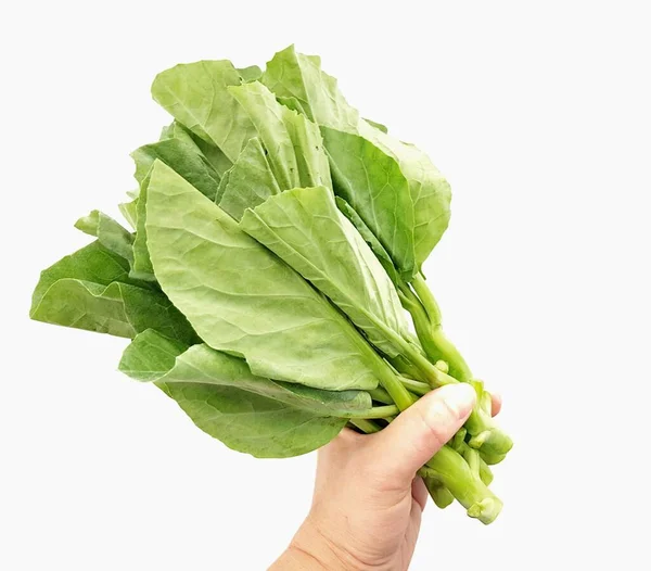 Fresh Chinese Kale White Background — Stock Photo, Image